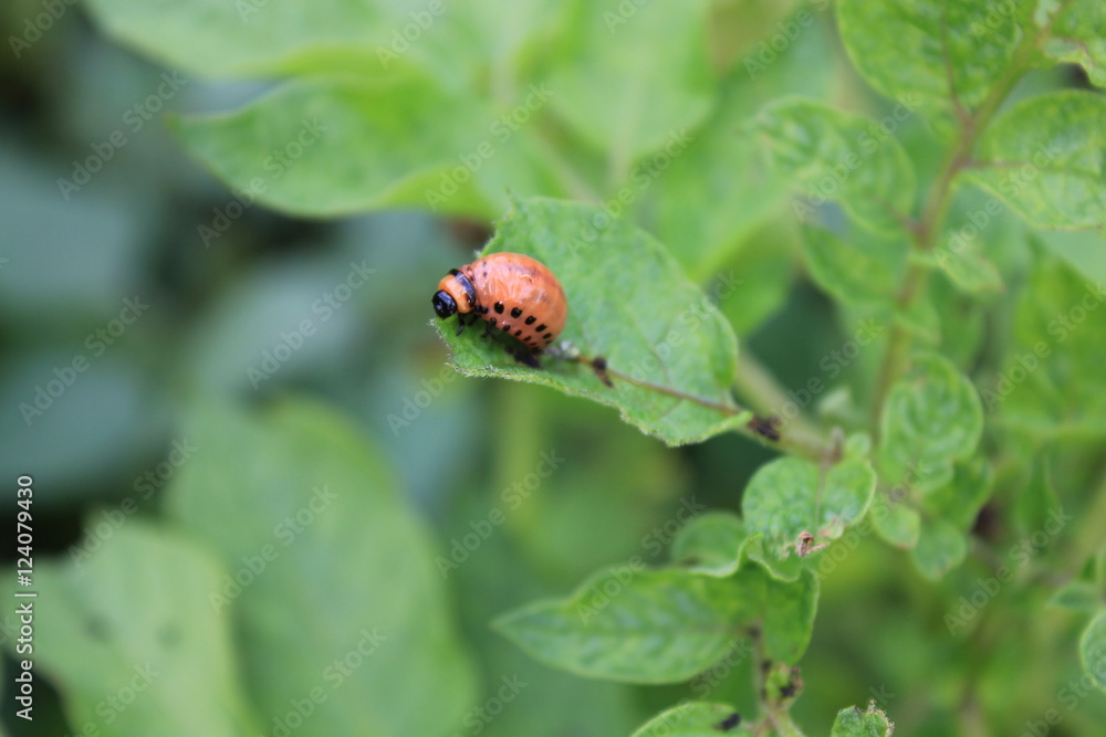 Colorado potato beetle on green leaves macro 8204 Colorado potato beetle on green leaves macro 8204