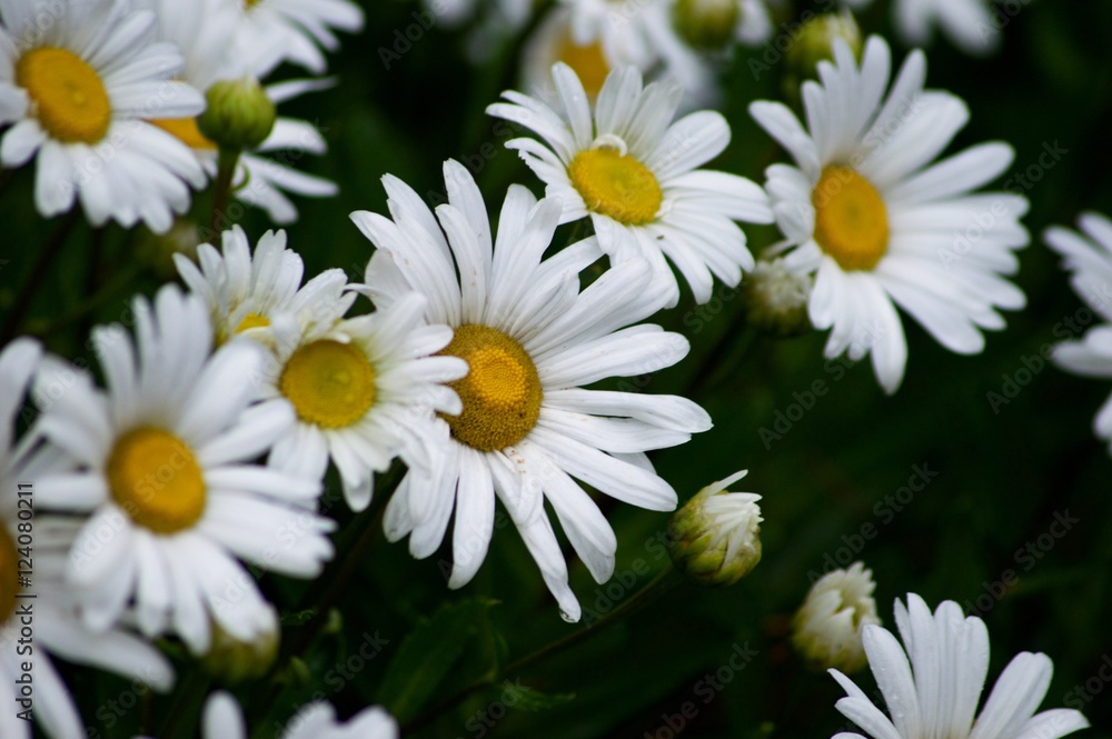 Wild Daisies Wild Daisies