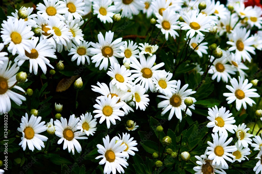 Wild Daisies Wild Daisies