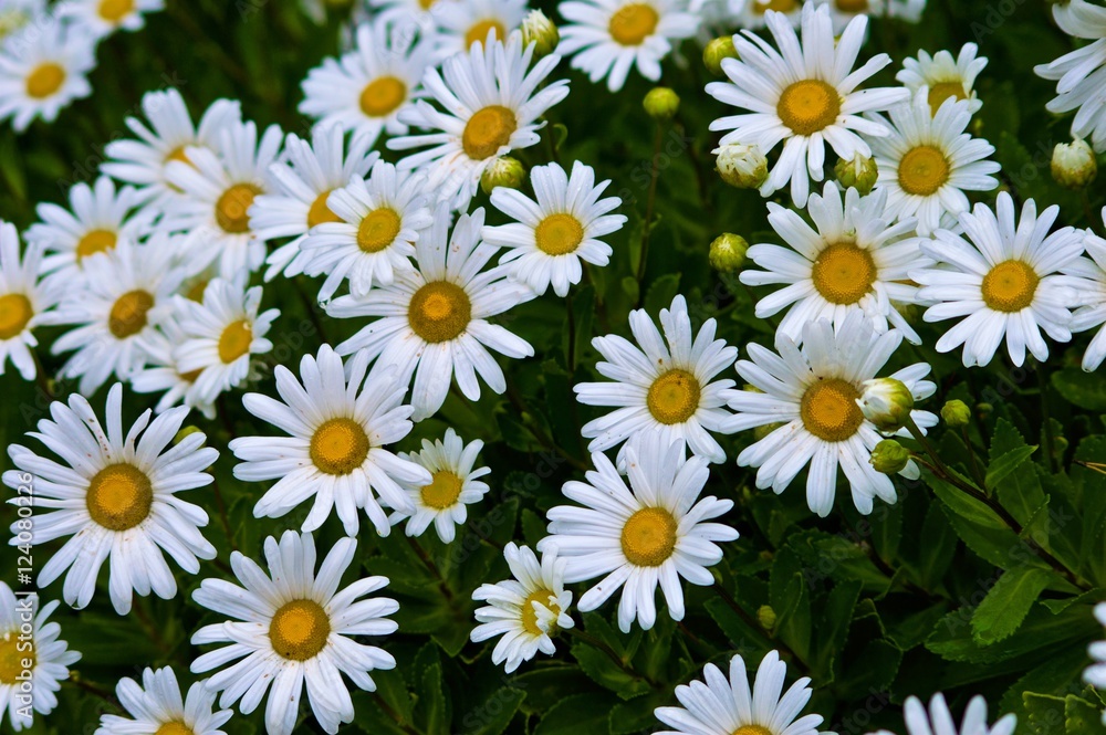 Wild Daisies Wild Daisies