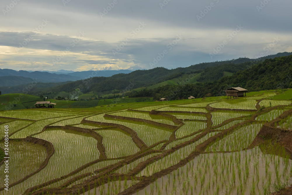 Rice fields on terraced of Pa Pong Pieng, Mae Chaem, Chiang Mai,