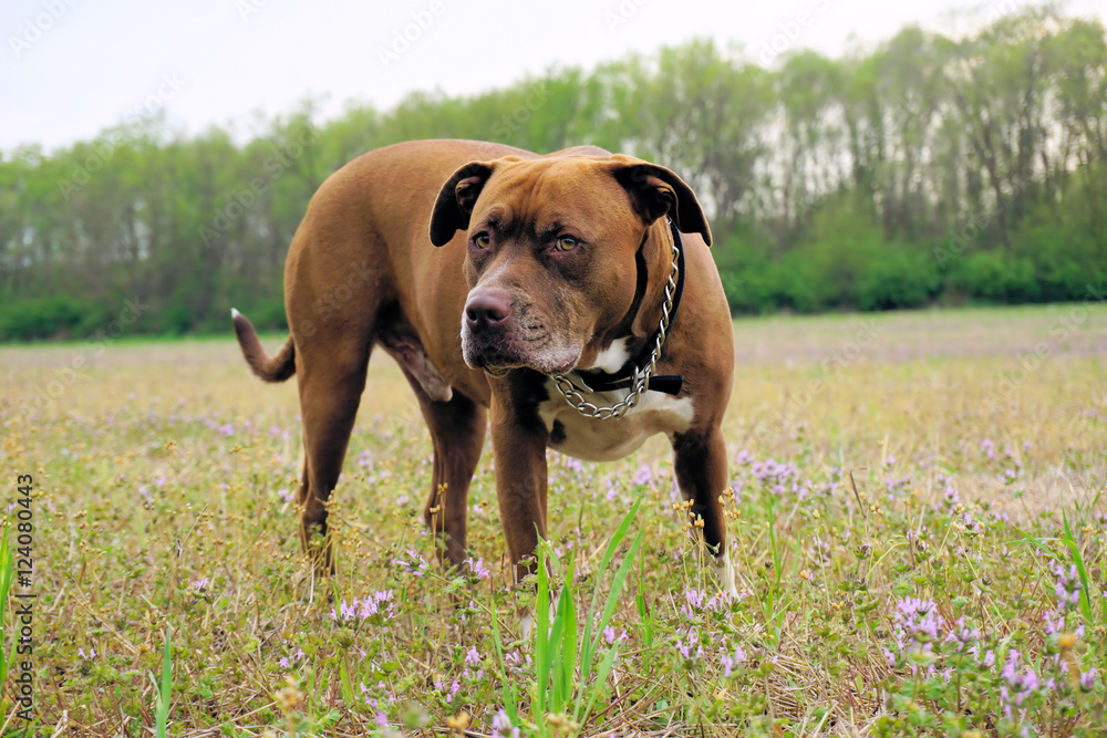 Dog in Field