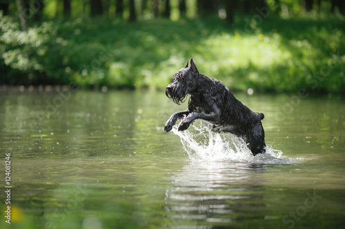 Dog Giant Schnauzer, pet walking in a summer park