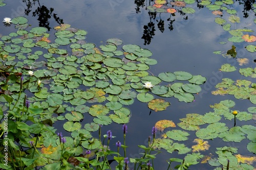 Lilly Pads photo