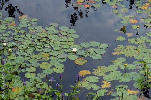 Lilly Pads
