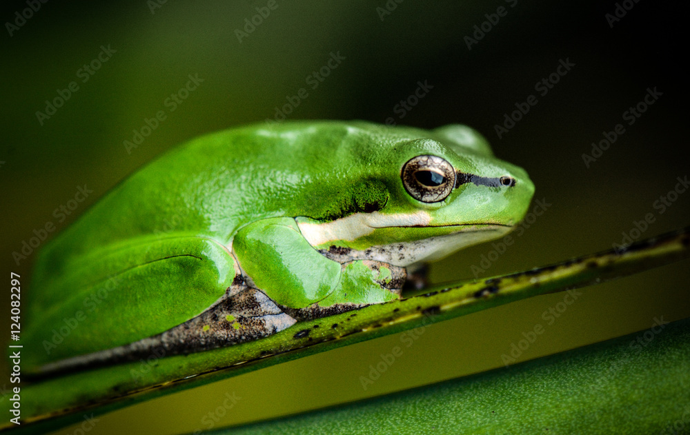 Dwarf Green Tree Frog