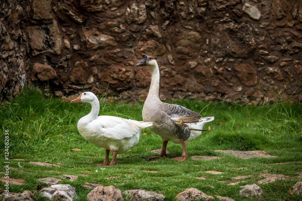 Farm goose and white goose Farm goose and white goose