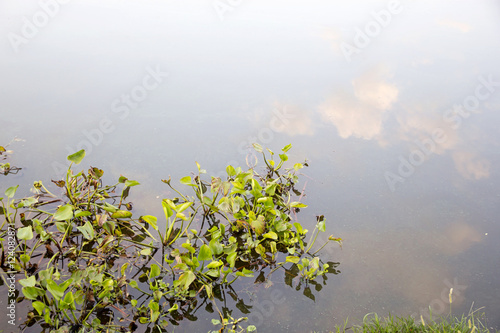 Obraz na płótnie Water hyacinth plant floating on a river