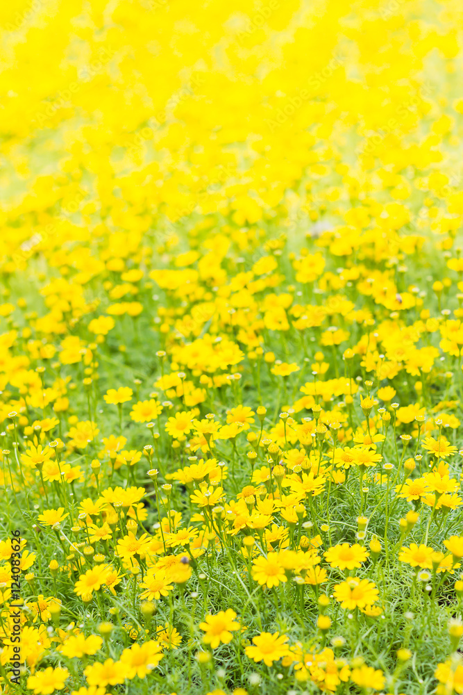 Dahlberg daisy, Gold carpe flowers Dahlberg daisy, Gold carpe flowers
