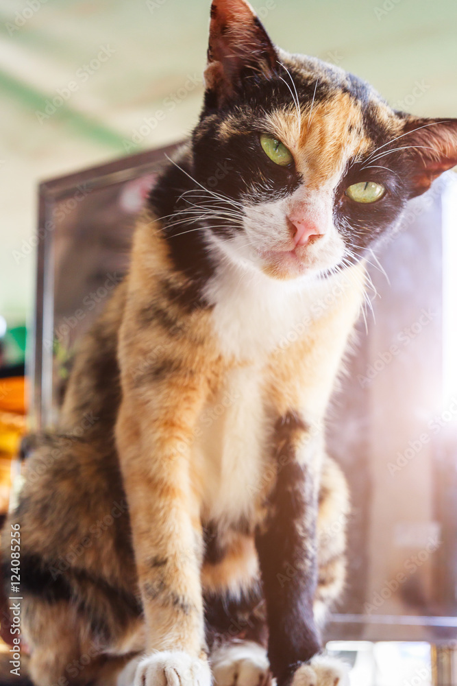 The cat is sitting. Portrait of green-eyed cat. Kitty cat under sun light. Cat white and black