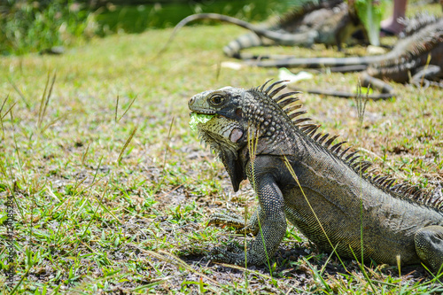 Iguana eating its food on the grass ground.