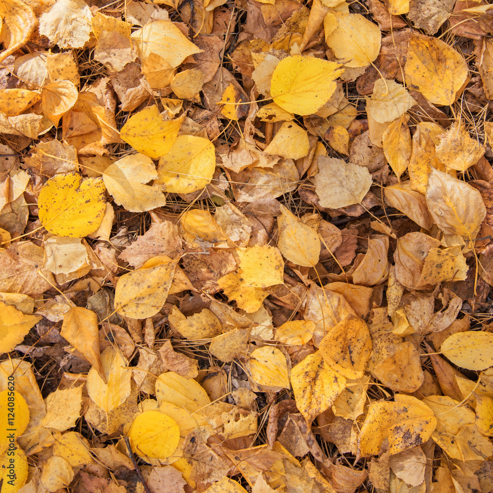 Yellow annd Golden Leaves as Autumn Natural Background Yellow annd Golden Leaves as Autumn Natural Background