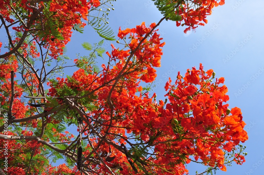 Soft focus The Flame Tree or Royal Poinciana bright orange color and blue sky on a sunny day. Flam-boyant and blue sky on a sunny day.