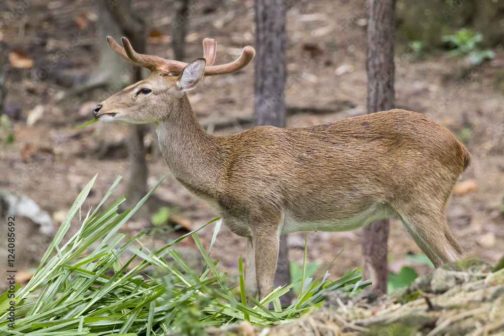Image of a sambar deer munching grass in the forest. Image of a sambar deer munching grass in the forest.