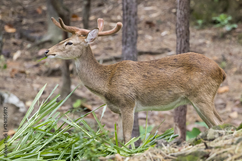 Fototapeta Naklejka Na Ścianę i Meble -  Image of a sambar deer munching grass in the forest.