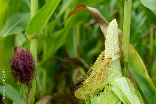 Maisfeld / Maispflanzen und Maiskolben photo