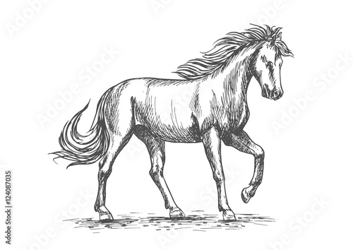 Horse in paddock isolated sketch for equine design