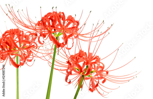 Fototapeta Naklejka Na Ścianę i Meble -  Lovely red spider lily flowers, known scientifically as Lycoris radiata, isolated on white background