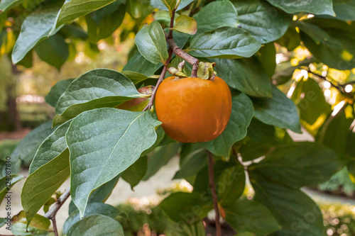 Ripe persimmon fruit hanging between green leaves