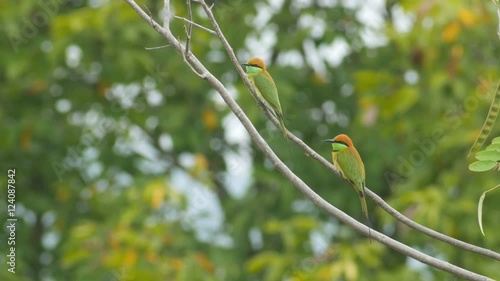 Two Green Bee-eater bird are resting on cassia tree branch