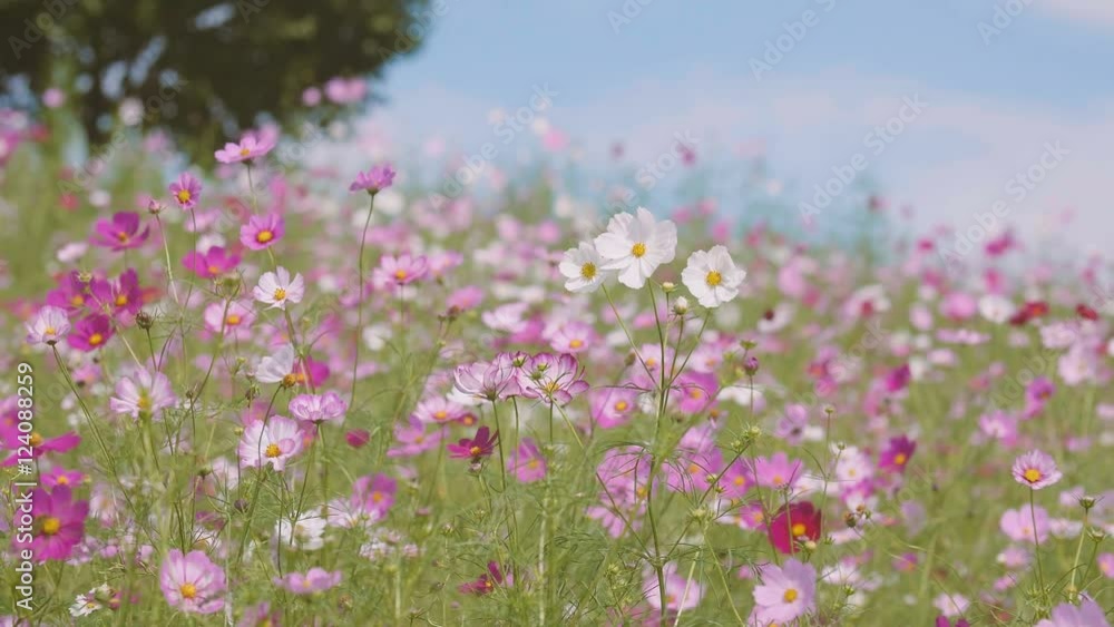 Cosmos Flowers,at Showa Kinen Park,Tokyo,Japan,Filmed in 4K Cosmos Flowers,at Showa Kinen Park,Tokyo,Japan,Filmed in 4K