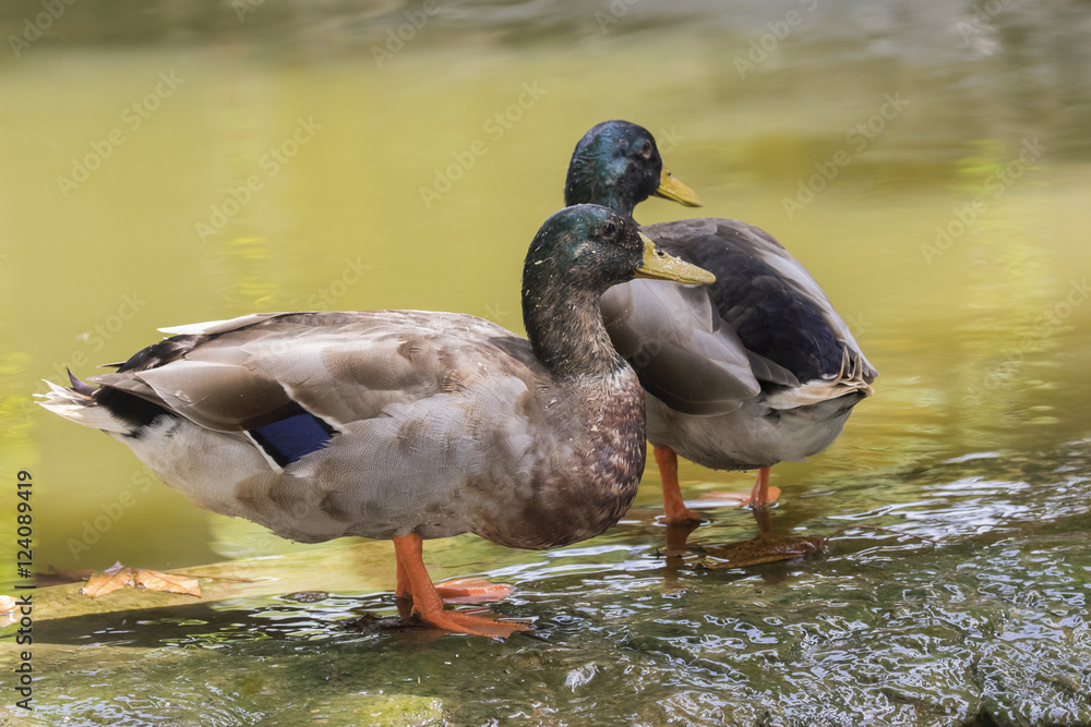 Image of two male mallard ducks (Anas platyrhynchos) standing on Image of two male mallard ducks (Anas platyrhynchos) standing on