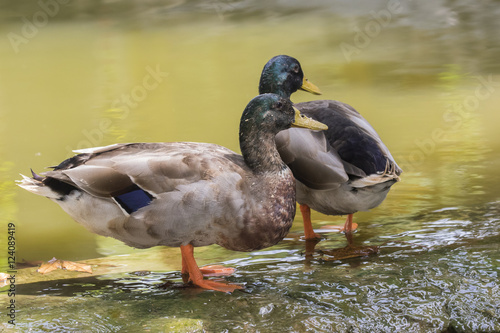 Image of two male mallard ducks  Anas platyrhynchos  standing on