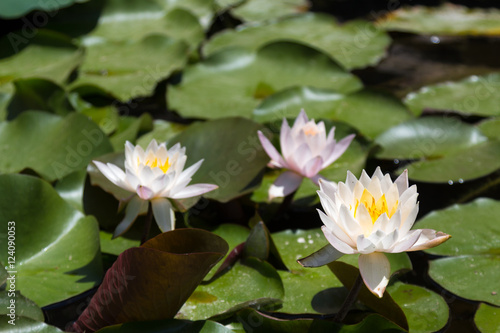 Three white and pink lilies in a pond