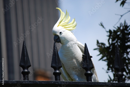 Photography cockatoo in sydney