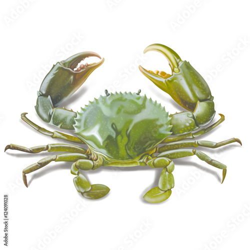 Crab