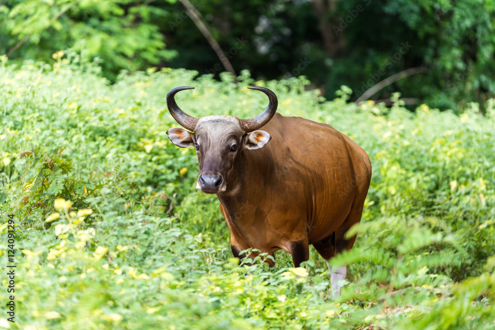 Banteng are hiding in the forest. Banteng are hiding in the forest.