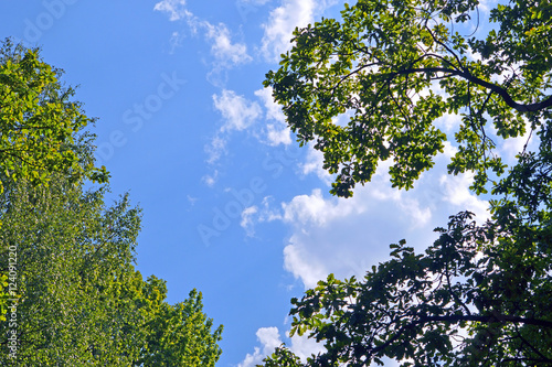 Кроны деревьев на фоне неба с легкой облачностью 