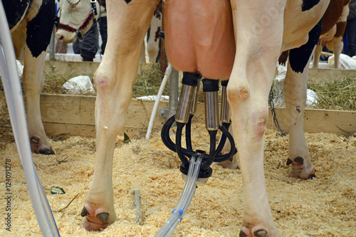 Автоматическая дойка коров с помощью доильного аппарата