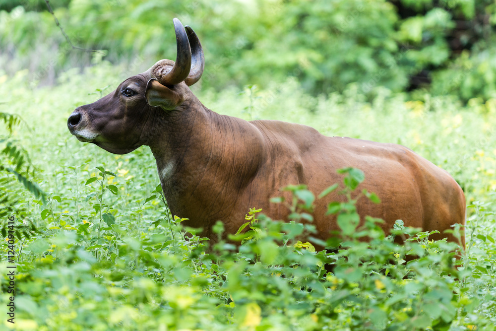 Fototapeta premium Banteng are hiding in the forest.