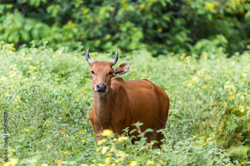 Banteng are hiding in the forest. photo