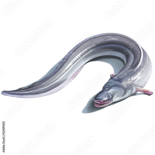 Eel