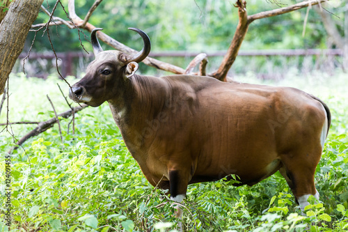 Banteng are hiding in the forest. photo