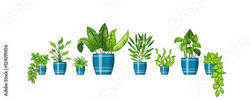 Set of different plants in flowerpot