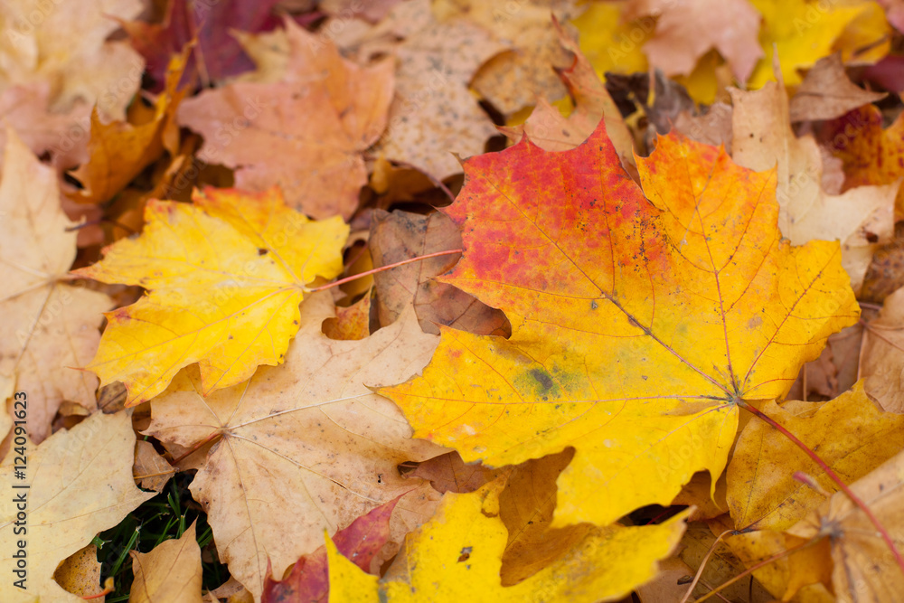 Colorful dry autumnal maple leaves stack on the ground