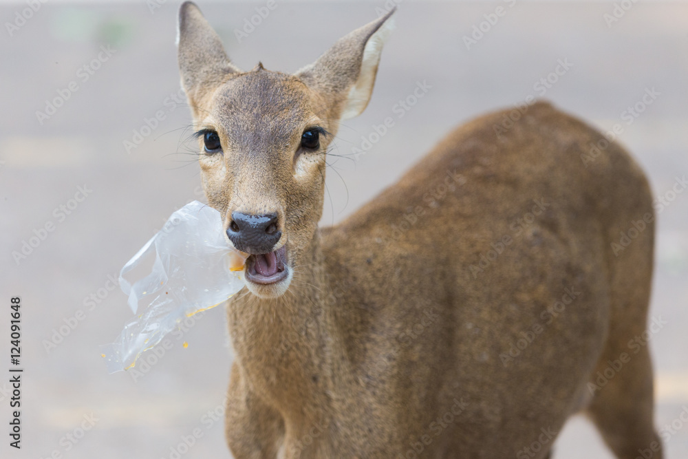 Fototapeta premium wild animals, A wild animal eating plastic waste left by humans.