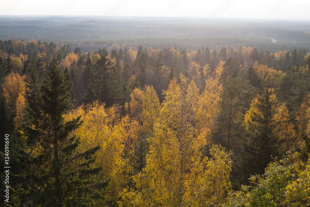 Aerial view of a golden and dark green autumnal trees at sunset Aerial view of a golden and dark green autumnal trees at sunset