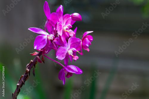 Purple orchids