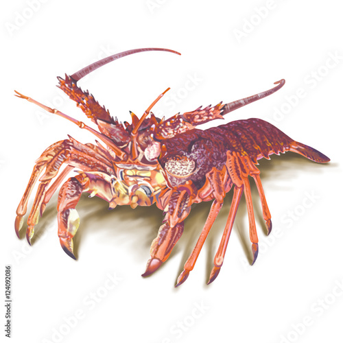 Lobster