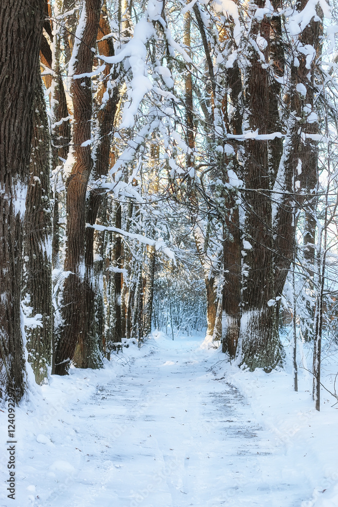 winter forest landscape sunlight snow winter forest landscape sunlight snow