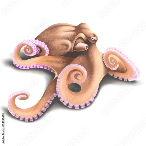 Octopus