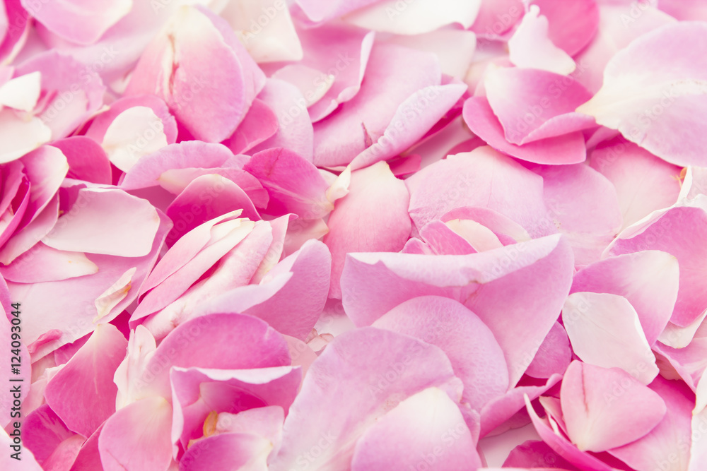 Background of pink rose petals Background of pink rose petals