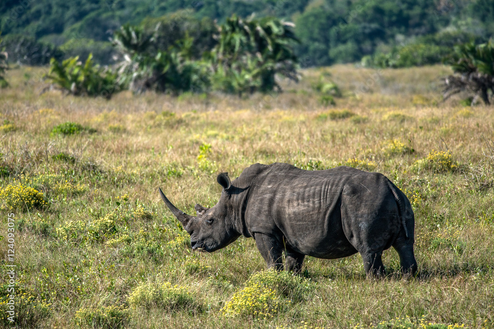Fototapeta premium Rhinocéros blanc