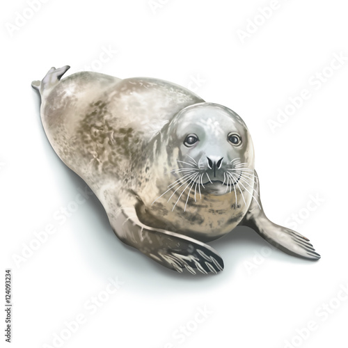 Seal  water animal