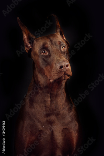 Dog breed Doberman brown color on a black background in the Stud