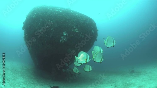 Wreck with a school of spadefish, Batfish. Wreckdiving in Philippines. photo